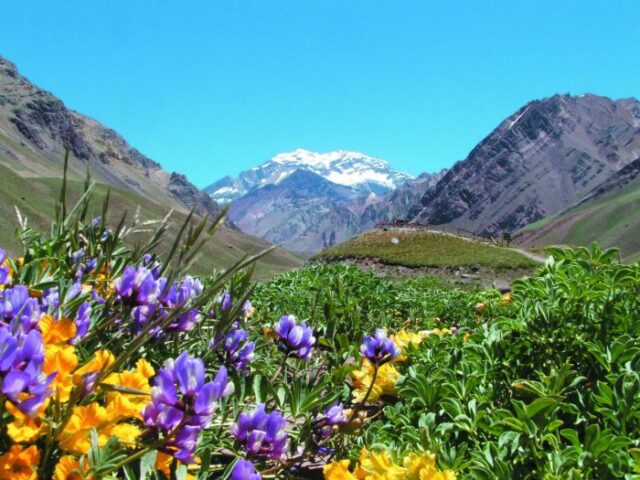 foto de la primavera en mendoza